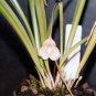 50 Dracula Pholeodytes Monkey Orchids The Cave-Hiding Dracula Flower Seeds