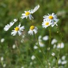 20 Chamomile German Herbals Flowers Chrysanthemum Seeds