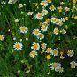 20 Chamomile German Herbals Flowers Chrysanthemum Seeds