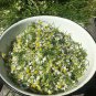 20 Chamomile German Herbals Flowers Chrysanthemum Seeds