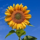 15 Tom's Bear Sunflower Annual Big Flower Seeds