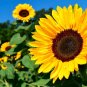 15 Tom's Bear Sunflower Annual Big Flower Seeds