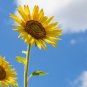 15 Tom's Bear Sunflower Annual Big Flower Seeds