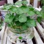 30 Hydrocotyle Vulgaris Aquatic Plants Money Grass Coins Grass Bonsai Seeds