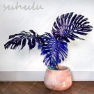 50 Rare Mixed Monstera Potted Plant Turtle Leaves Perennial Flowers Garden Seeds