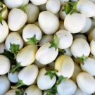 100 Asian White Eggplant Seeds