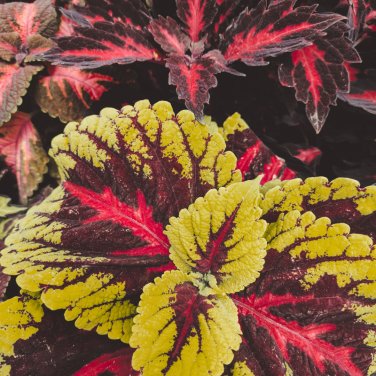 Vibrant 'Xinghai' Rainbow Coleus 100 Seeds