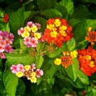 Lantana Mixed - 20 Seeds