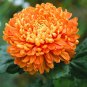 Orange Chrysanthemum Flower - 50 Seeds