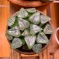 Haworthia bayeri Hybrid Mixed - 20 Seeds