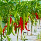 Organic Hot Chili Red Pod Pepper Organic Vegetable - 30 Seeds