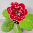 Gloxinia Perennial Bonsai Flower - 100 Seeds
