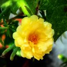 Oriole Sunflowers Yellow Portulaca Grandiflora - 220 Seeds