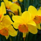 Orange Daffodil Garden Narcissus Flower - 100 Seeds