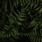 Fern Greyish Green Color - 200 Seeds