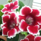 Gloxinia Plants 3 Colors Available - 100 Seeds
