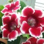 Gloxinia Plants 3 Colors Available - 100 Seeds