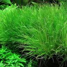 Mixed Aquatic Plants Bulk Aquarium Grass Water Mixed - 1000 Seeds