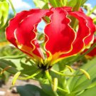 GLORIOSA SUPERBA - 100 Seeds