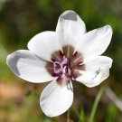 Geiss. tulbaghensis Beautiful Flowers - 5 Seeds