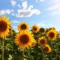 Generic Fresh Sunflower for Planting Yellow - 50 Seeds