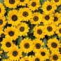 Generic Fresh Sunflower for Planting Yellow - 50 Seeds