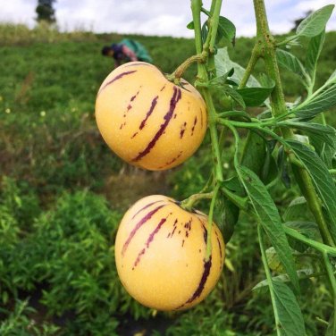 Genuine! Melon Tree - 100 Seeds