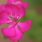 Geranium Horizon Violet - 10 Seeds