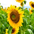 Gold Rush Sunflower - 50 Seeds