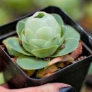 Greenovia diplocycla ex La Gomera - 80 Seeds