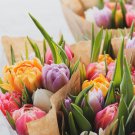 Tulips Colorful Flowers - 100 Seeds