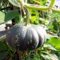 'Green Baby' Small Pumpkin 20 Seeds