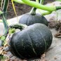 'Green Baby' Small Pumpkin 20 Seeds