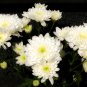 White Chrysanthemum Flower - 50 Seeds