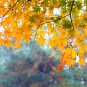 Yellow Maple Tree - 100 Seeds