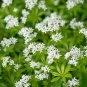 Woodruff Seeds Aromatic Blue Small Flower - 60 Seeds