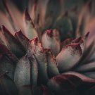 Sempervivum Hybridum Hen and Chicks Hardy Perennial Succulent - 100 Seeds
