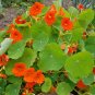 Tropaeolum majus Nasturtium - 100 Seeds