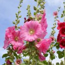 Miniature Hollyhock Flower Bonsai Plant - 200 Seeds