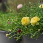 Mixed Color Moss-Rose Purslane Double Flower Bonsai 100 Seeds