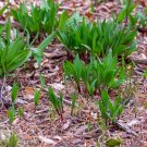 Wild Leek Seeds (Allium tricoccum) Perennial Vegetables - 100 Seeds