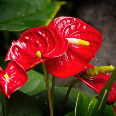 Anthurium Dark Red Flowers - 100 Seeds