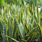 Sansevieria trifasciata Bonsai Succulent Plants Tiger Piran Flower - 100 Seeds