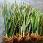 Sansevieria trifasciata Bonsai Succulent Plants Tiger Piran Flower - 100 Seeds