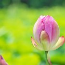 White Nelumbo Nucifera Lotus Flower w Red Edge Hybrid Pond Plant - 1 Seeds
