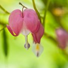 Venus's Car, Beautiful Bleeding Heart, Great Lyre Flower - 30 Seeds