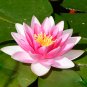 ymphaea Eldorado Asian Pink Lotus Pad Flower Pond - 1 Seeds