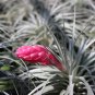 Tillandsia Cyanea Bonsai Tillandsia Orchid Potted Flower - 100 Seeds