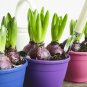 True Hyacinth Bulb - 1 Seeds