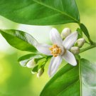 True Orange Jasmine Shrub with Fragrant White Flower - 20 Seeds